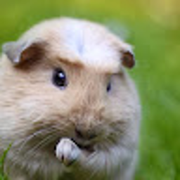 Paul